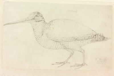 The Woodcock by Thomas Bewick